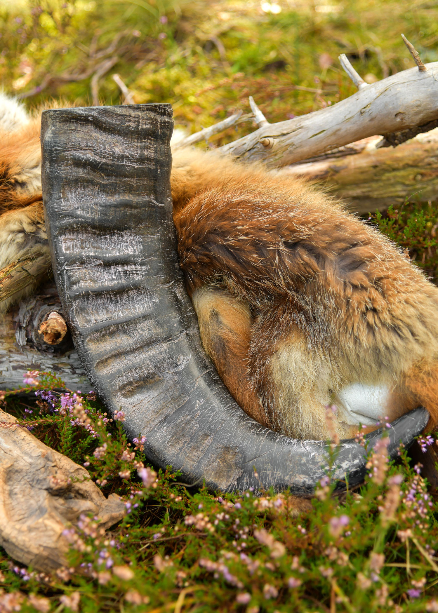 Cuerno Vikingo de Búfalo para Recreación Histórica