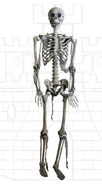 Esqueleto tamaño natural para Halloween